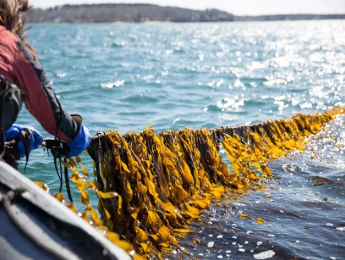 Sea kelp powder bulk Sea kelp powder bulk
