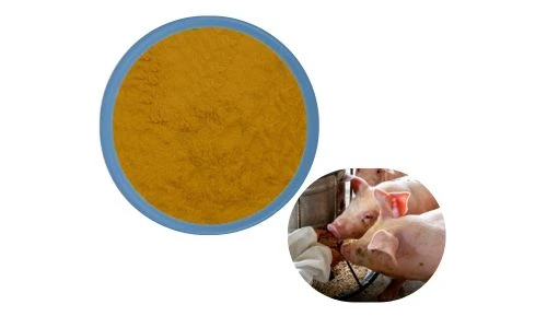 Rhubarb Root Powder supplier Rhubarb Root Powder supplier