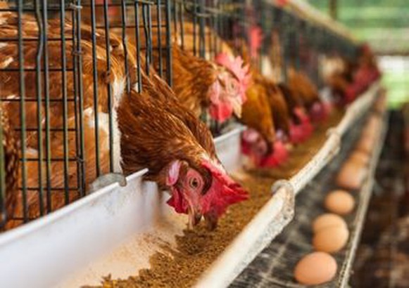 Policosanol (Triacontanol) supplier Policosanol (Triacontanol) supplier